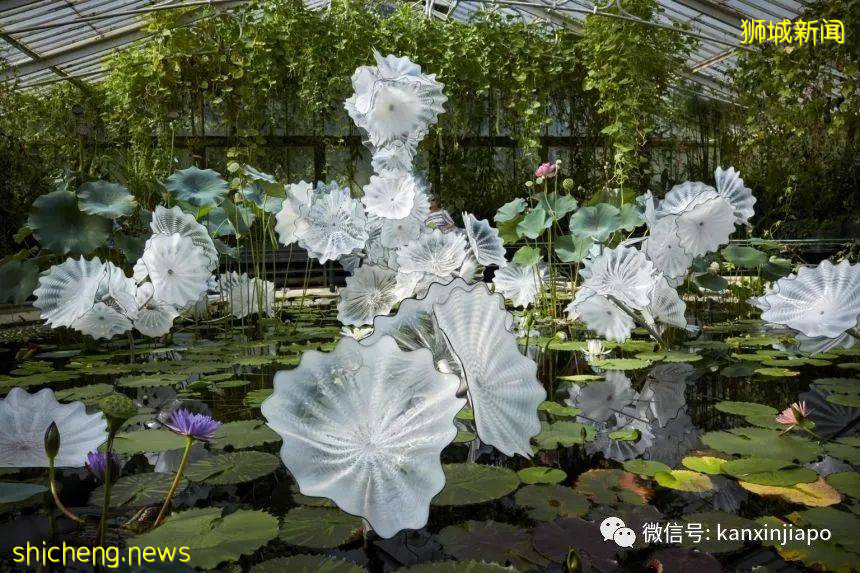 【下周活动】植物园免费母亲节演出，樟宜机场30多家餐厅买一送一