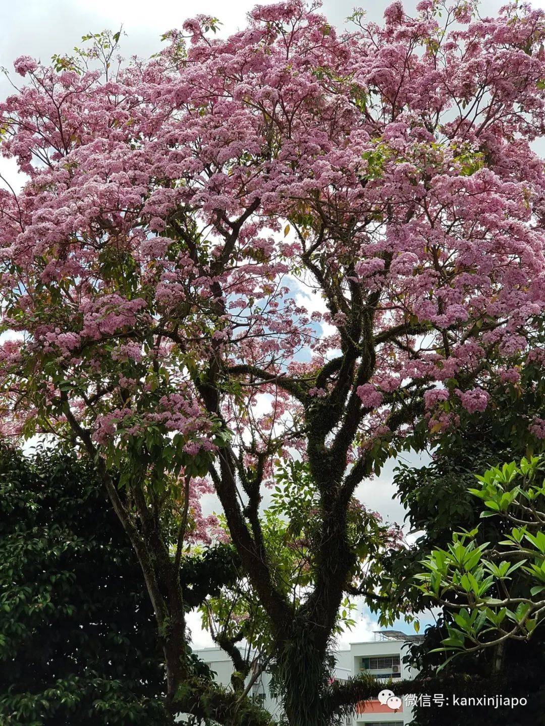 清明踏青，新加坡這些免費賞花地點送你