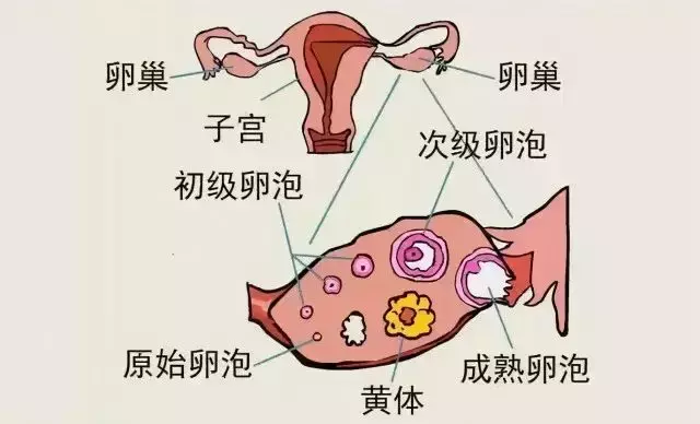 【苟活】我是新加坡第一个因为大姨妈失血过多而进急诊的衰狗吗