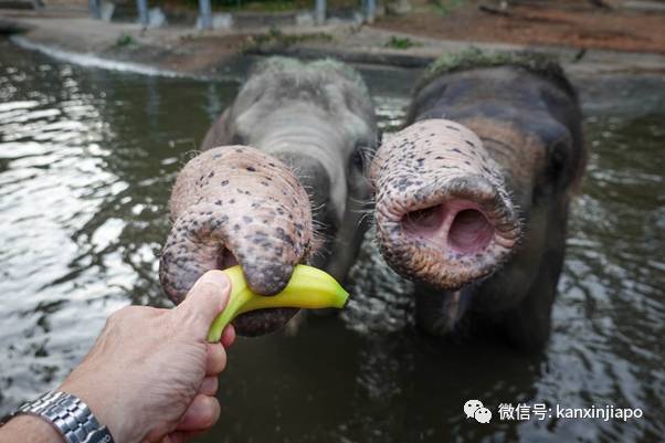 动物园独家闪促优惠！李显龙带头探访小动物