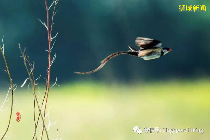 它从什么地方回新加坡的