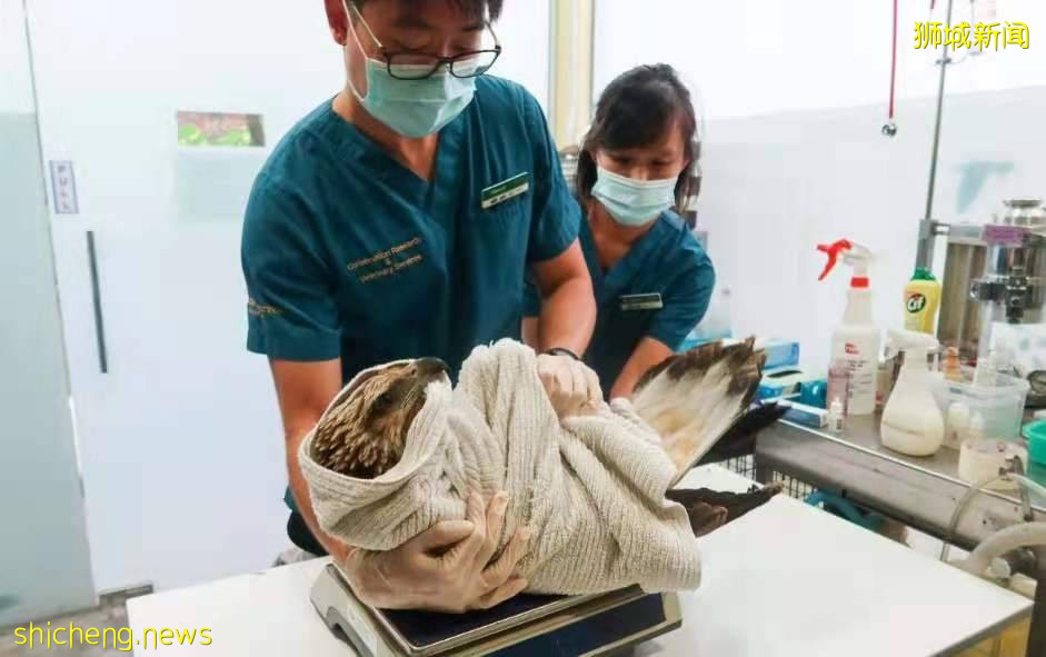 钓鱼人要注意，收好你们的鱼线鱼钩是对新加坡野生动物最好的爱护