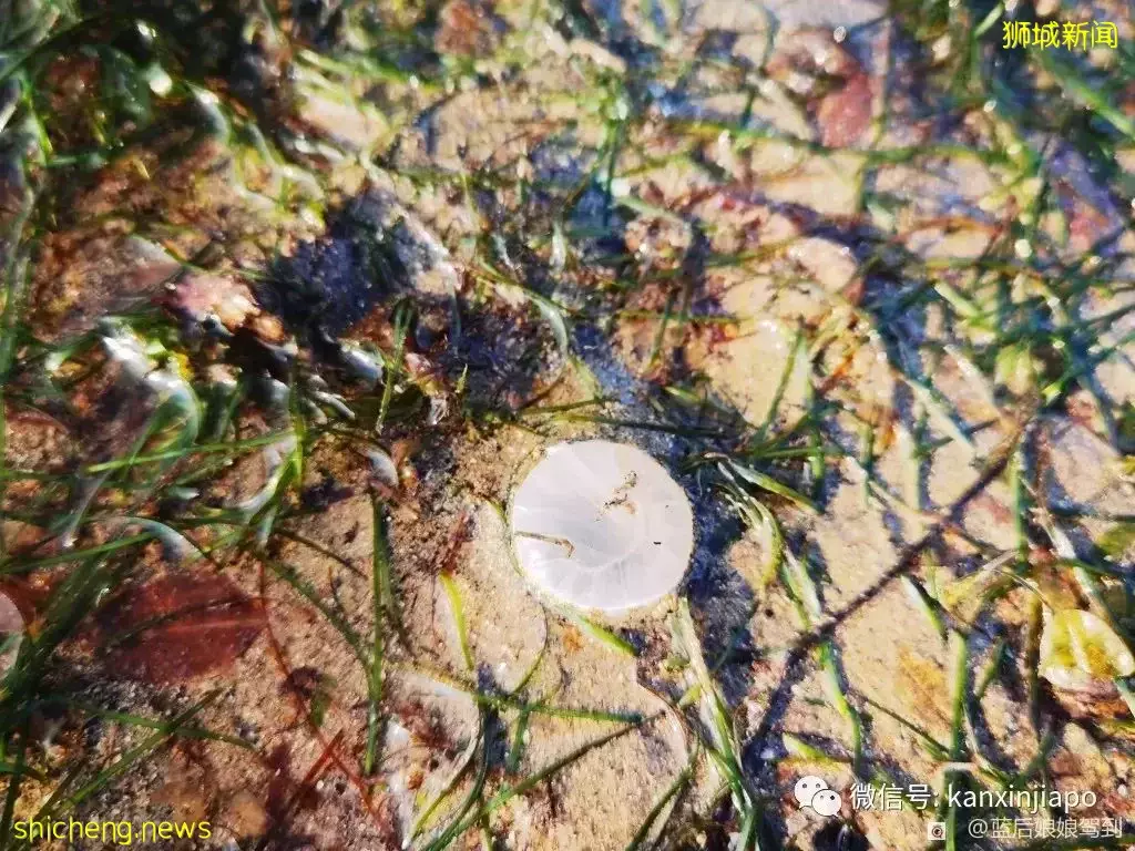 去樟宜海滩赶海吧，那里有最美的日出和从未见过的海洋生物