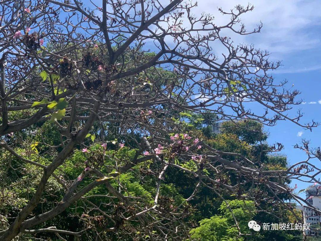 抓住花季的小尾巴　红蚂蚁带你去赏新加坡“樱花”