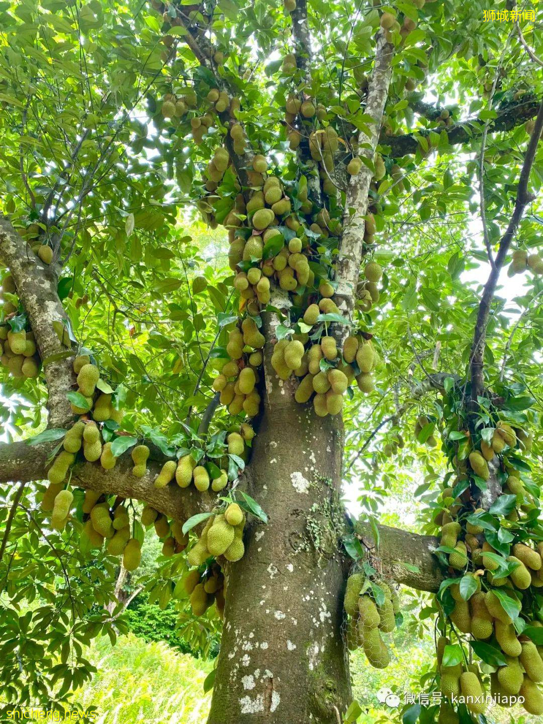 新加坡宅旅游攻略，揭秘惊喜多多的植物园