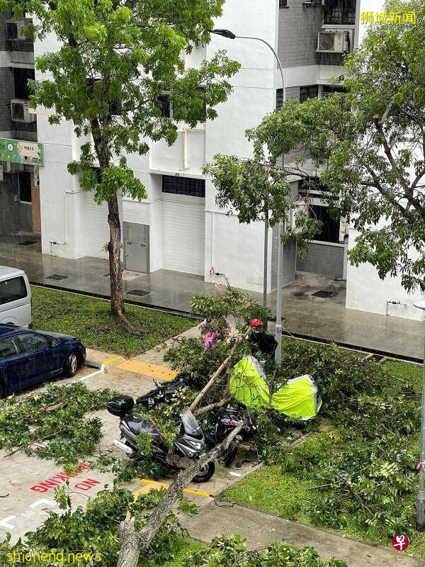 狮城豪雨导致多地传出树倒事故 