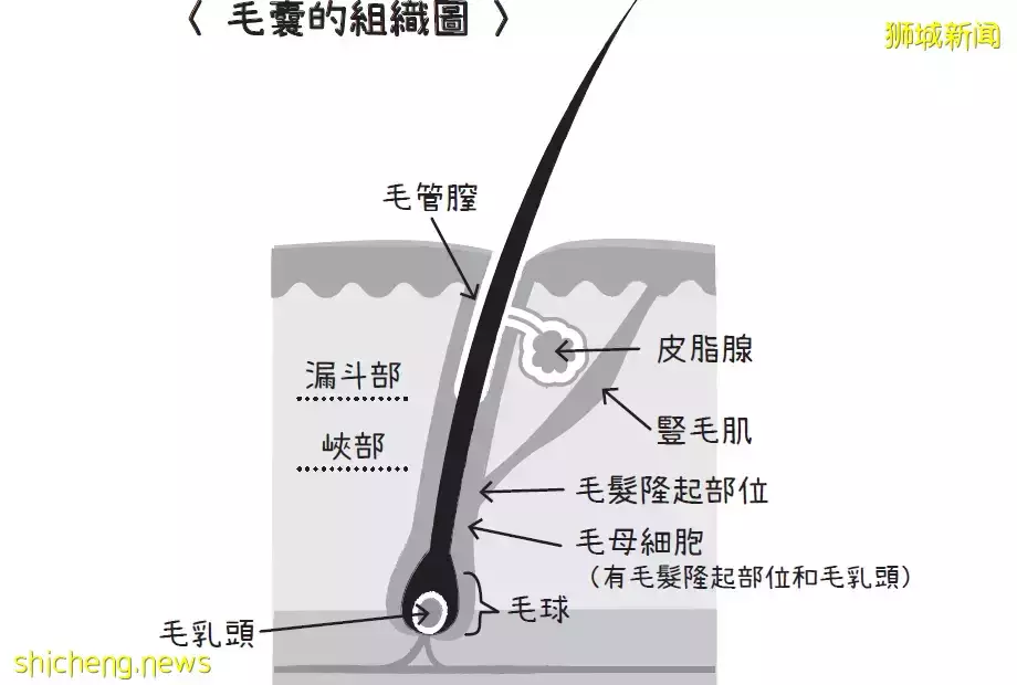 不到一折神价格体验！舒服到要睡着的头皮滋养护理我来啦！超过45年中医头皮护理业界经验！新加坡脱发、油发救星