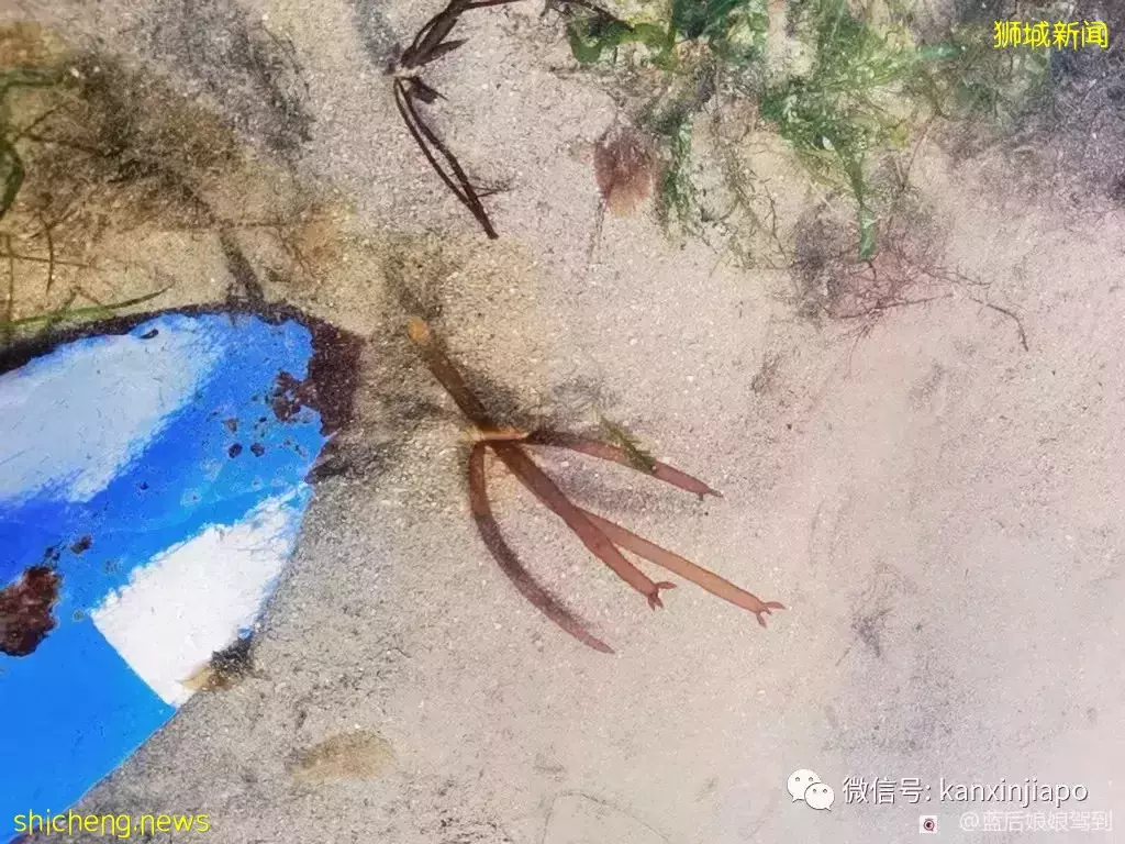 去樟宜海滩赶海吧，那里有最美的日出和从未见过的海洋生物