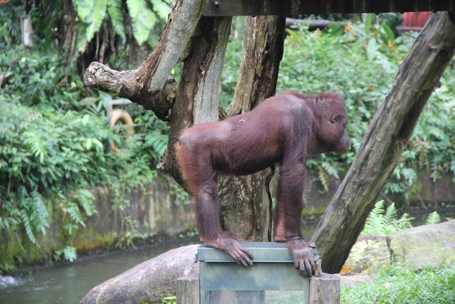 世界十大动物园之一：新加坡动物园，确实不一样
