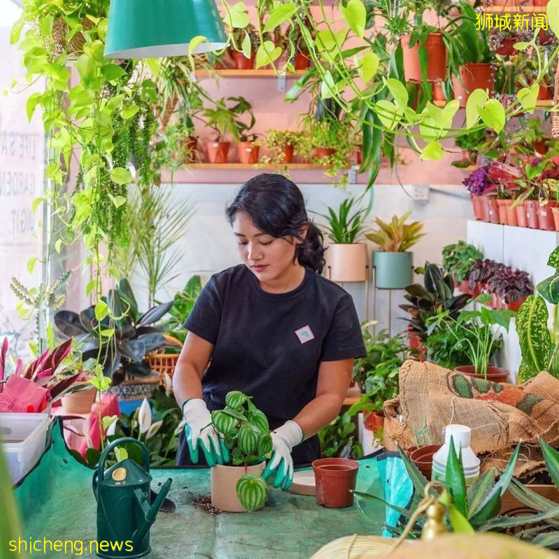 小清新的狮城绿植店，让你在家拥有一片自己的小森林