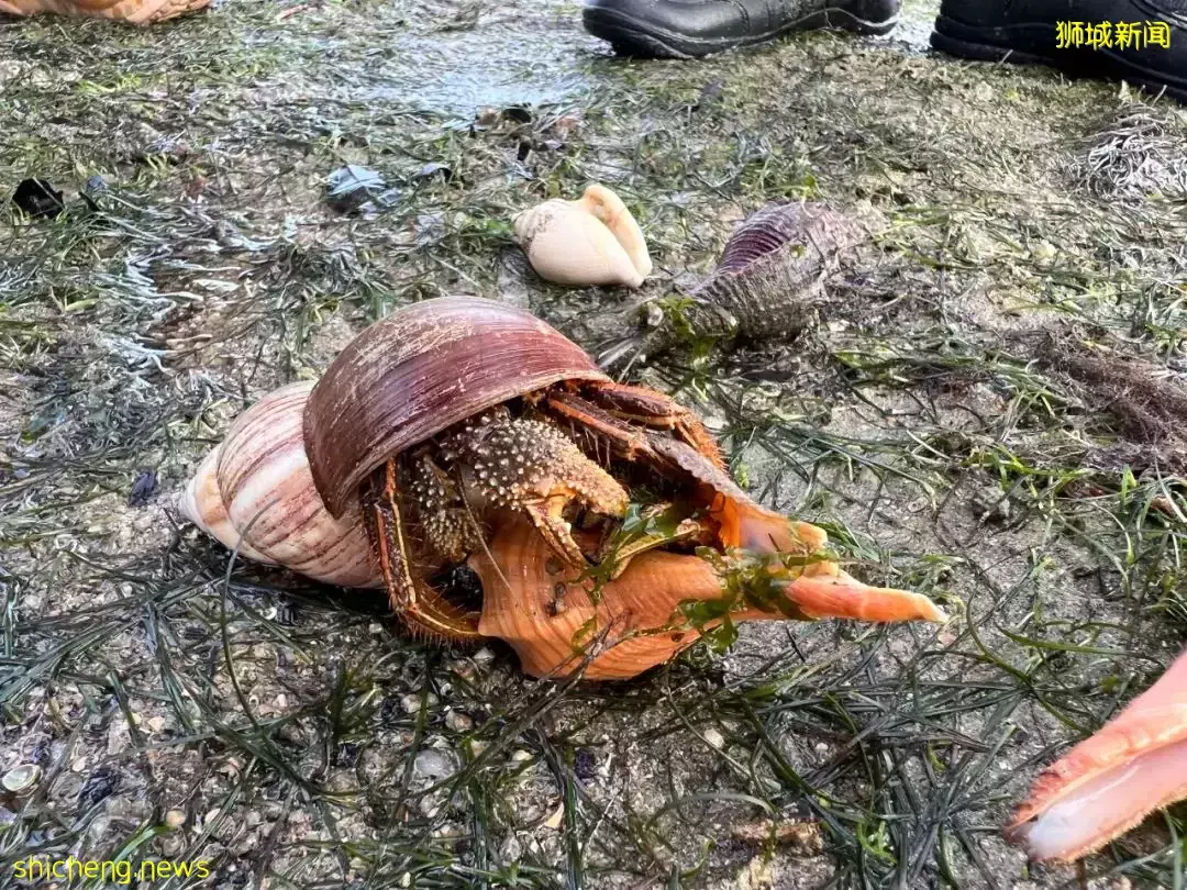 新加坡海滩居然藏着这么多宝贝！海胆、海参、红珊瑚、史前蓝血怪