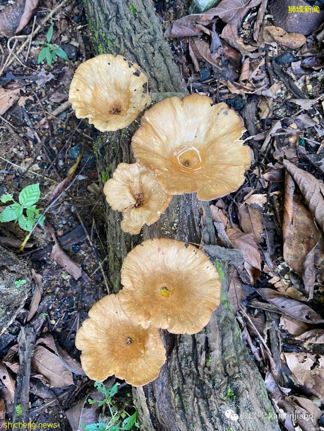 新加坡宅旅游攻略，揭秘惊喜多多的植物园