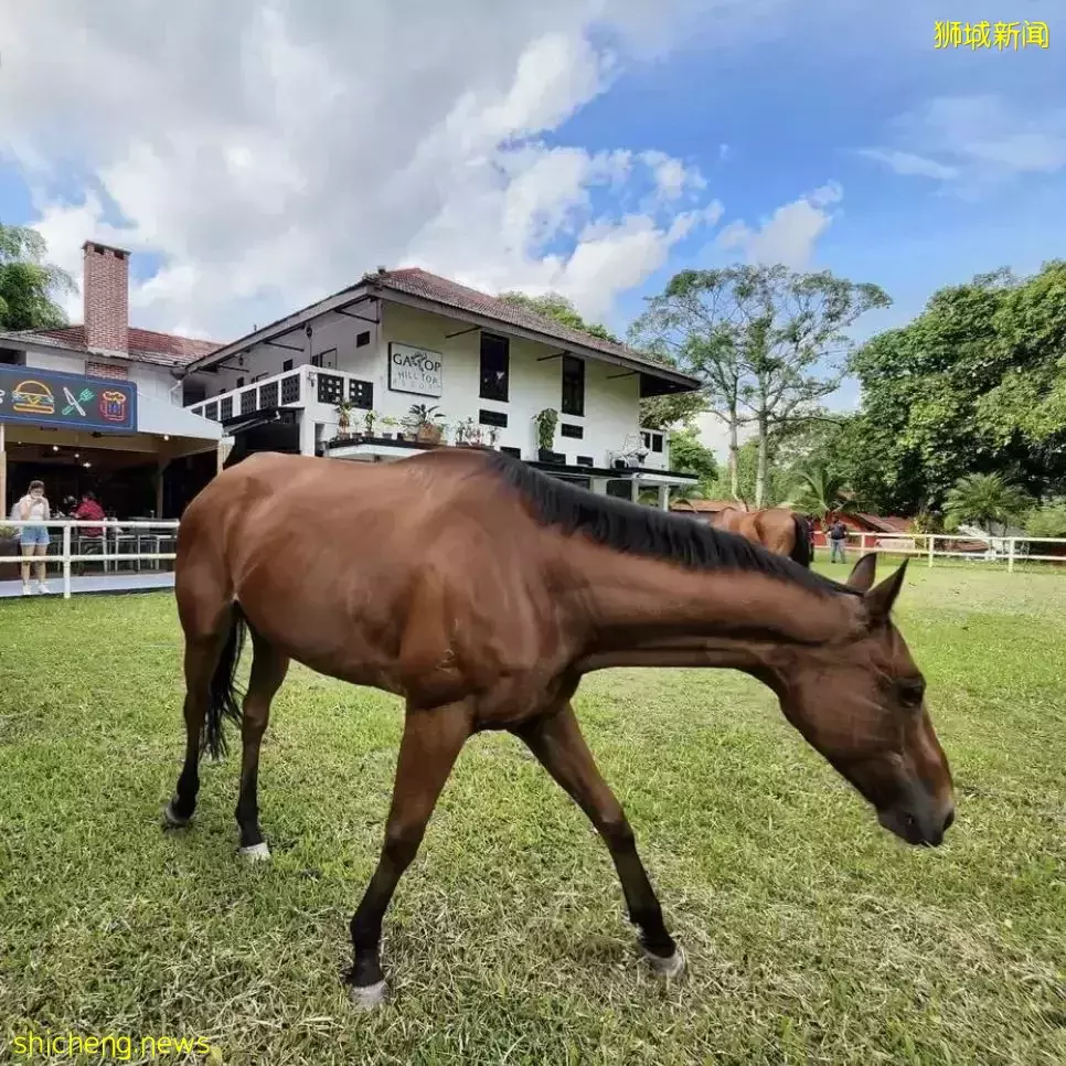 超新奇体验！新加坡有家越南餐馆可以和小马驹做朋友哦