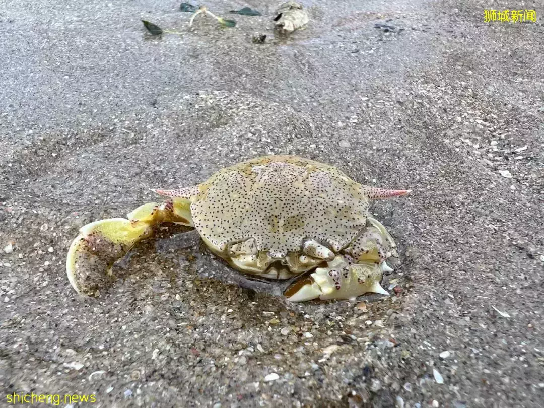 新加坡海滩居然藏着这么多宝贝！海胆、海参、红珊瑚、史前蓝血怪