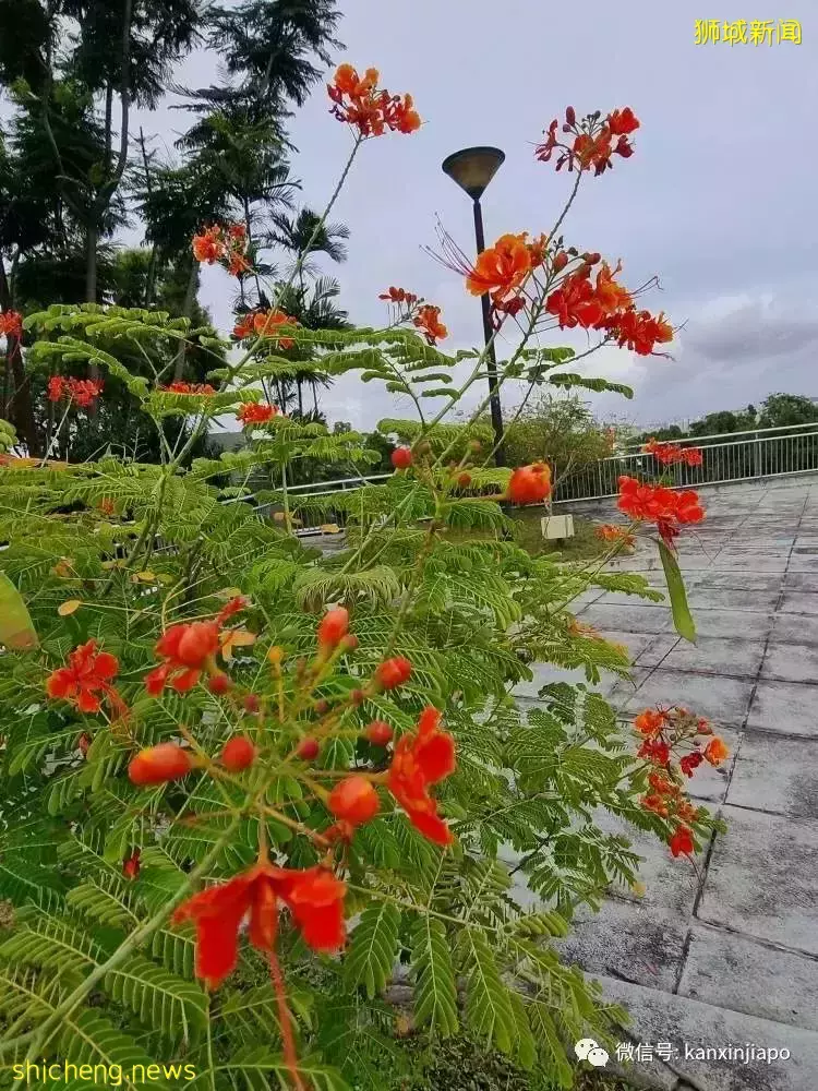 原來英國女王和鄧小平都來新加坡種過樹，地址就在這