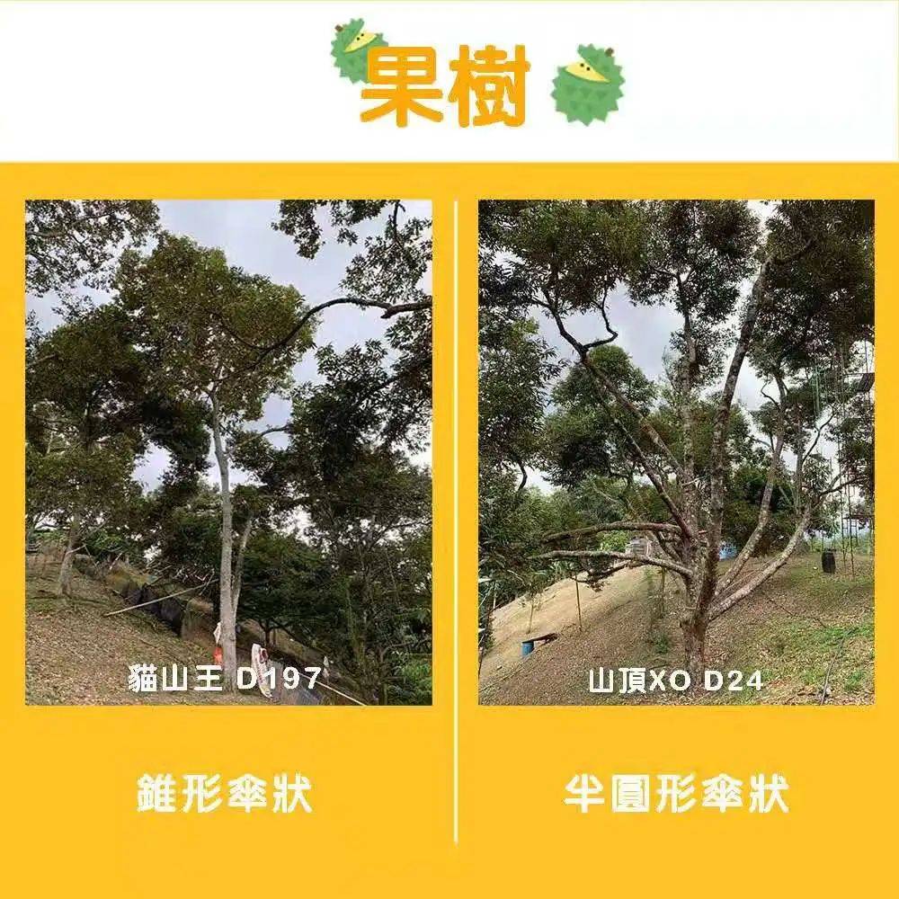 新加坡首家榴梿下午茶@榴梿宝宝！苏丹王PK猫山王想夺回王位可能吗