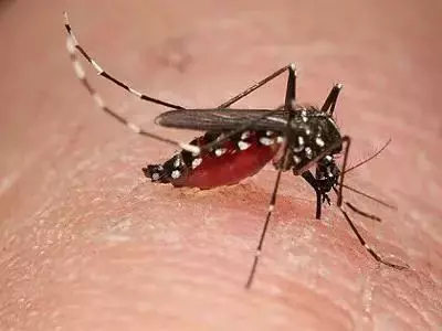 新加坡要靠這批雄性蚊子施展“美男計”！跟伊蚊說拜拜