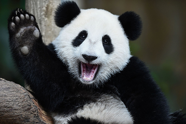 喊穷！马国没钱养熊猫 想提前送回中国