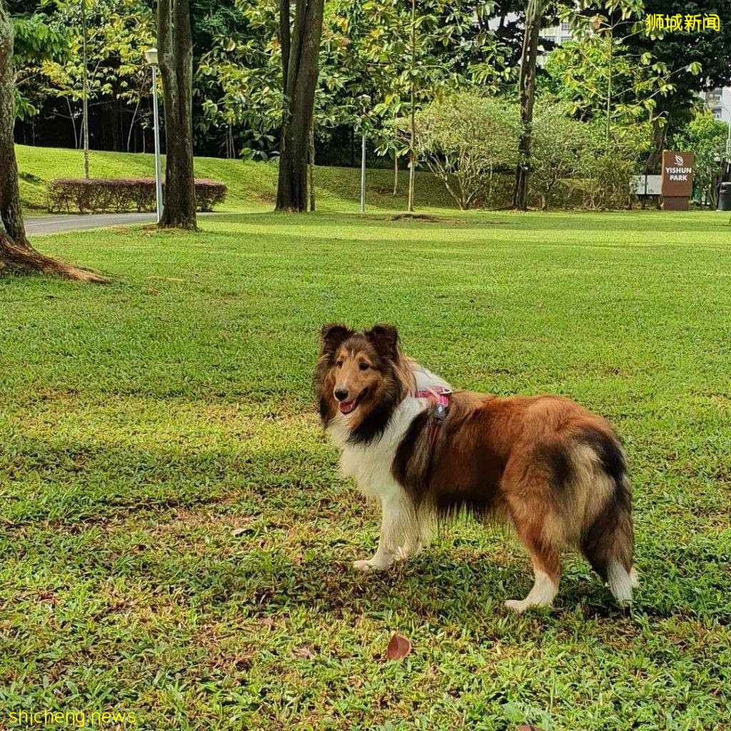 小狗也要出外透透气！精选新加坡8个遛狗公园🐕在Dog Run里快乐奔跑、尽情撒野🐾 