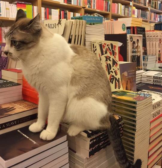 遗憾，又少了个可以看书撸猫的好地方， BooksActual实体店关闭