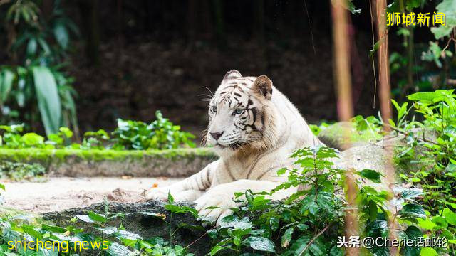 新加坡旅遊3天就夠？看完這篇最全攻略，你還這樣認爲嗎!