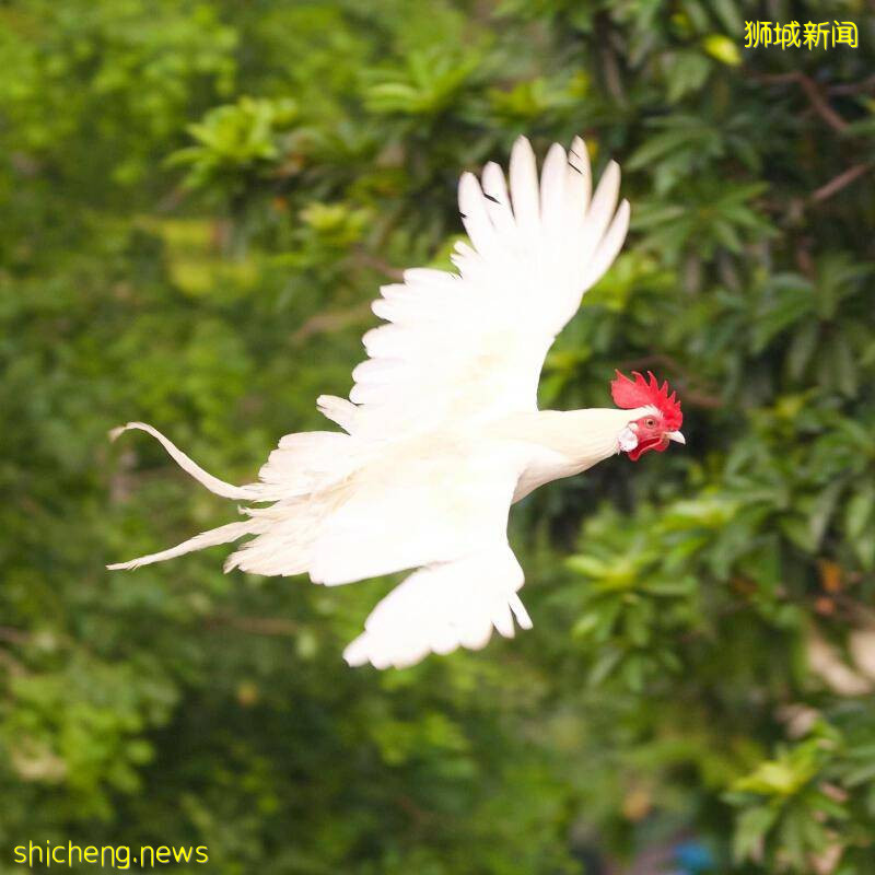 远看似飞机 近看其实是飞鸡 