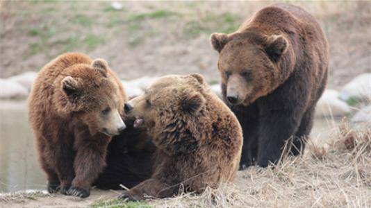 殘忍！上海動物園熊吃人，親眼目睹！新加坡也發生過類似案件！印度最慘