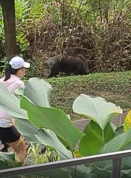 野豬 撞車 咬傷女子 又鬧組屋 這回捉到了