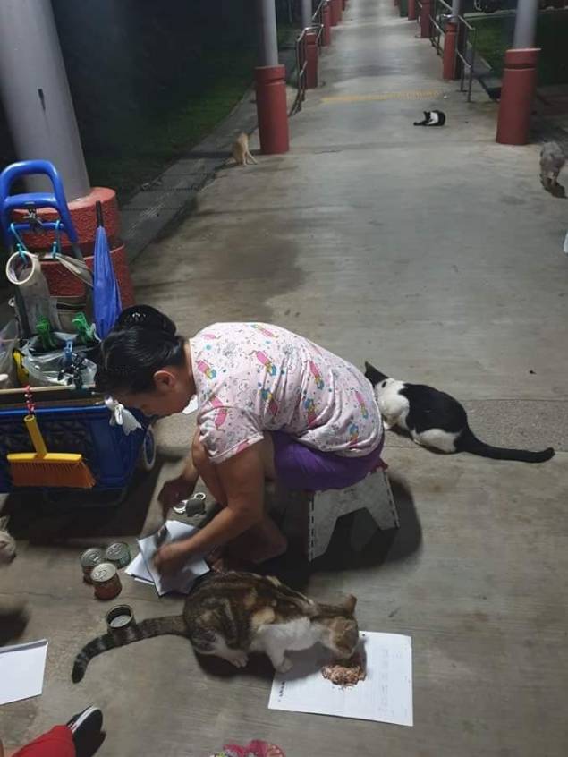 在这个农历新年期间，新加坡的猫友们聚在一起，为喂猫者们做了些温暖的事