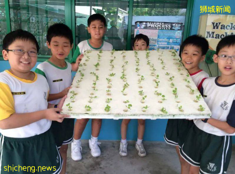 新加坡小一入学第一阶段结束，仅7所小学招收名额过半，学额还算宽裕