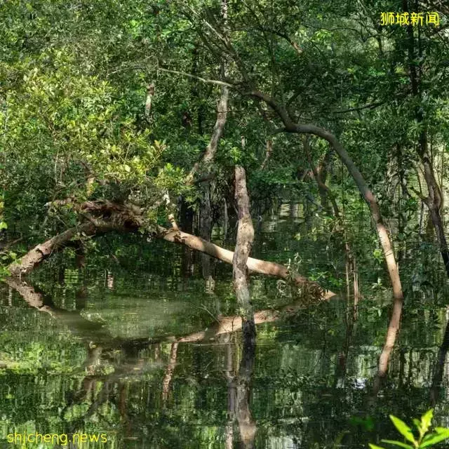 新加坡資訊與分享：城市就是花園，花園就是城市，新加坡的發展策略（二）