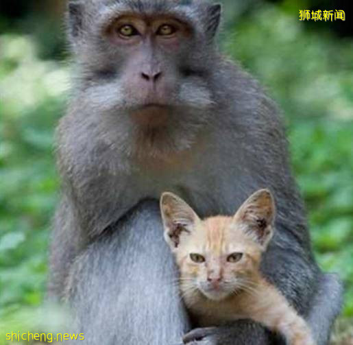 新加坡雄性猕猴罕见嘴叼狸猫，网友哭诉：小猫或成腹中餐