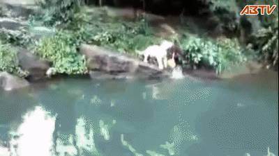 殘忍！上海動物園熊吃人，親眼目睹！新加坡也發生過類似案件！印度最慘