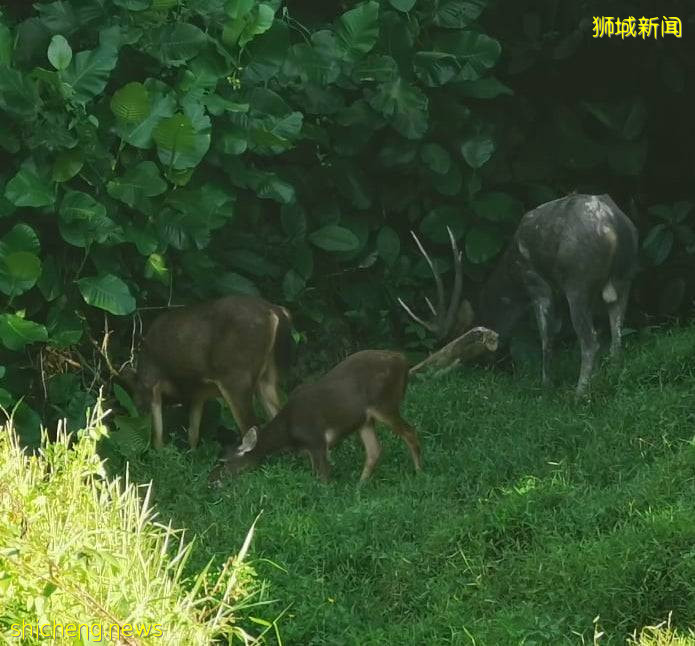 罕见！偶遇新加坡版的小鹿斑比，捡到睡着的猫头鹰