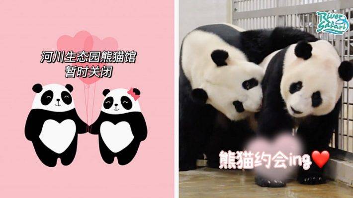 River Safari熊猫馆🐼4月21日～26日期间暂时停止开放，原因竟然是熊猫要约会啦