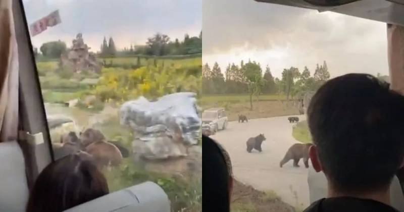 殘忍！上海動物園熊吃人，親眼目睹！新加坡也發生過類似案件！印度最慘