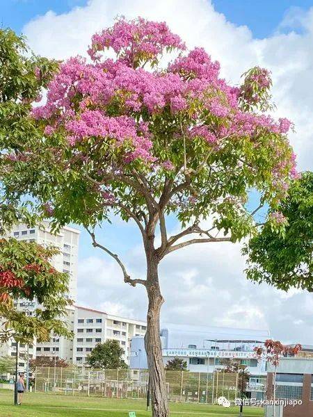 清明踏青，新加坡這些免費賞花地點送你