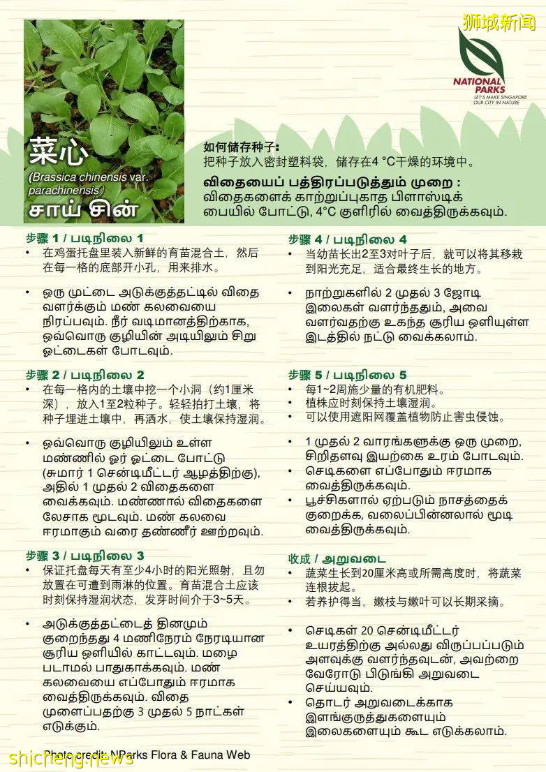 新加坡公園局又派發種子啦！已開放申請！還有教程教你怎麽種