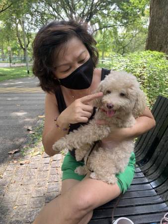 婦女帶狗公園散步 公雞襲貴賓犬 啄傷眼