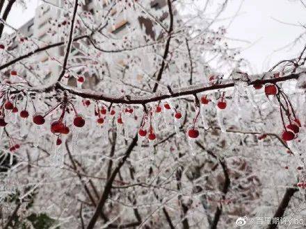 刷屏！中国下了第一场雪，我在新加坡酸了