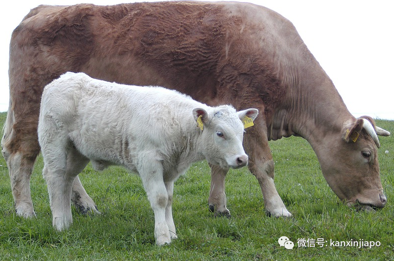 中国官方确认了！“不小心” 使用过期消毒剂，上千人因此受害