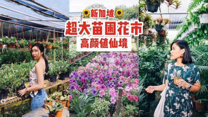 World Farm新加坡超大苗圃花市！绿植、盆栽、花卉都在这🌹 约会遛弯新去处