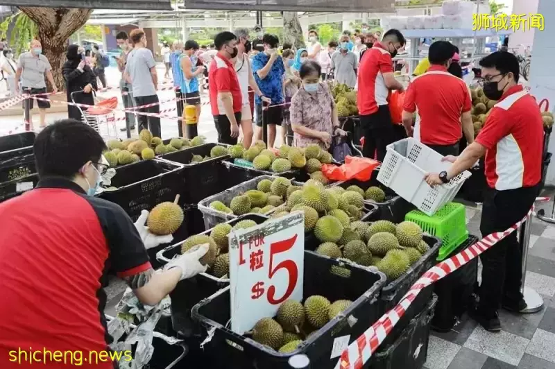 榴梿收成欠佳供应减半     狮城饕客或吃贵榴梿