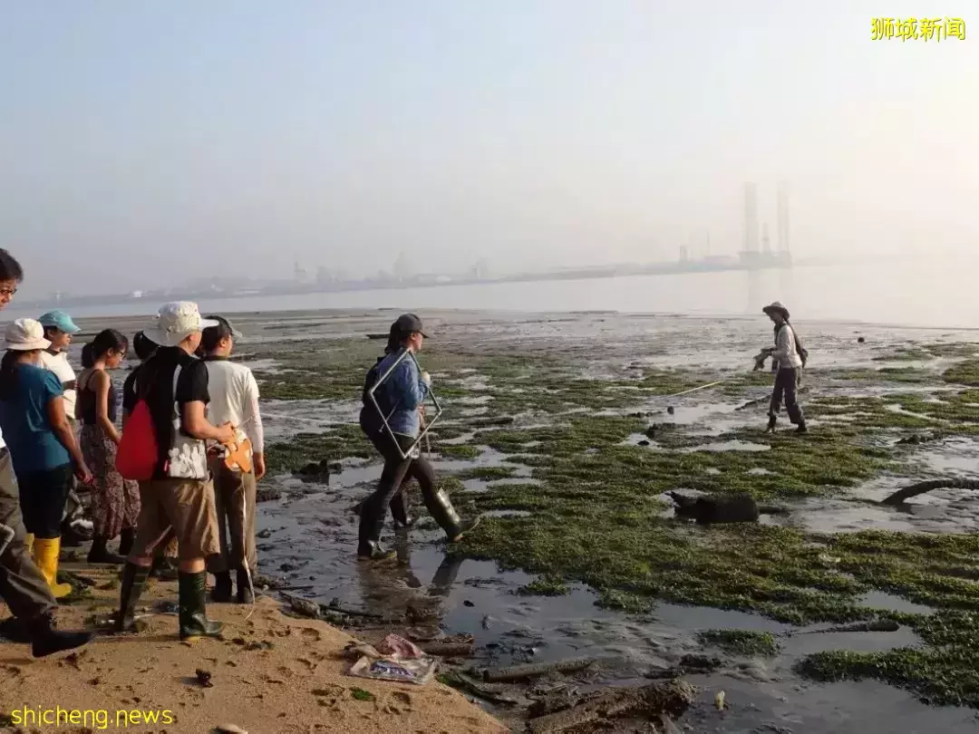 新加坡學校假期臨近，探索海岸潮間帶時小夥伴們注意保護海洋生物