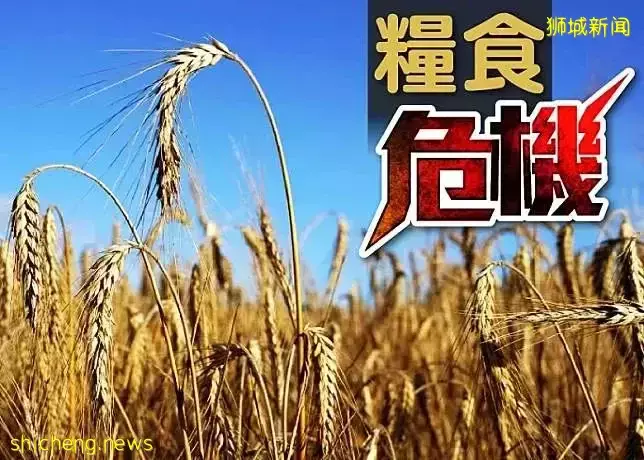 印度也限糖出口！全球粮食风暴或一触即发！新加坡贸工部回应