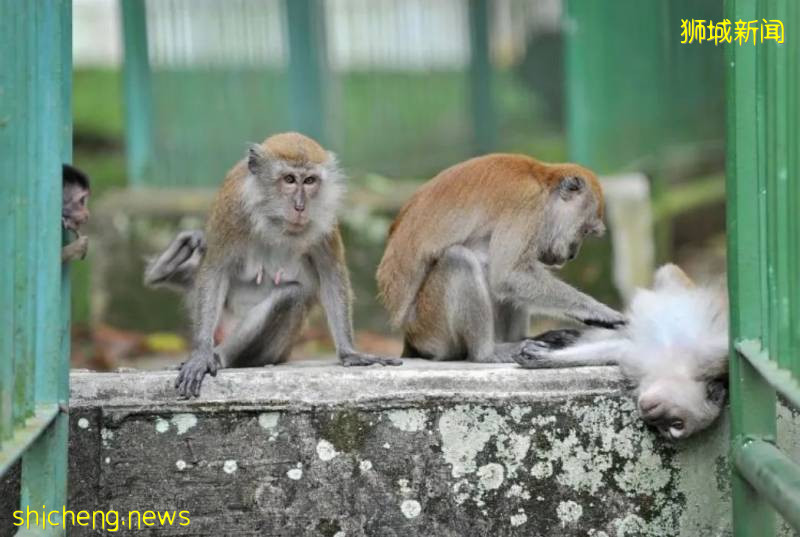 餵食野生動物者將遭罰款？新加坡養寵物你不能不知道的事!