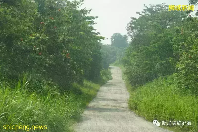 新加坡沦陷80周年纪念：人们遗忘了什么，还记得些什么