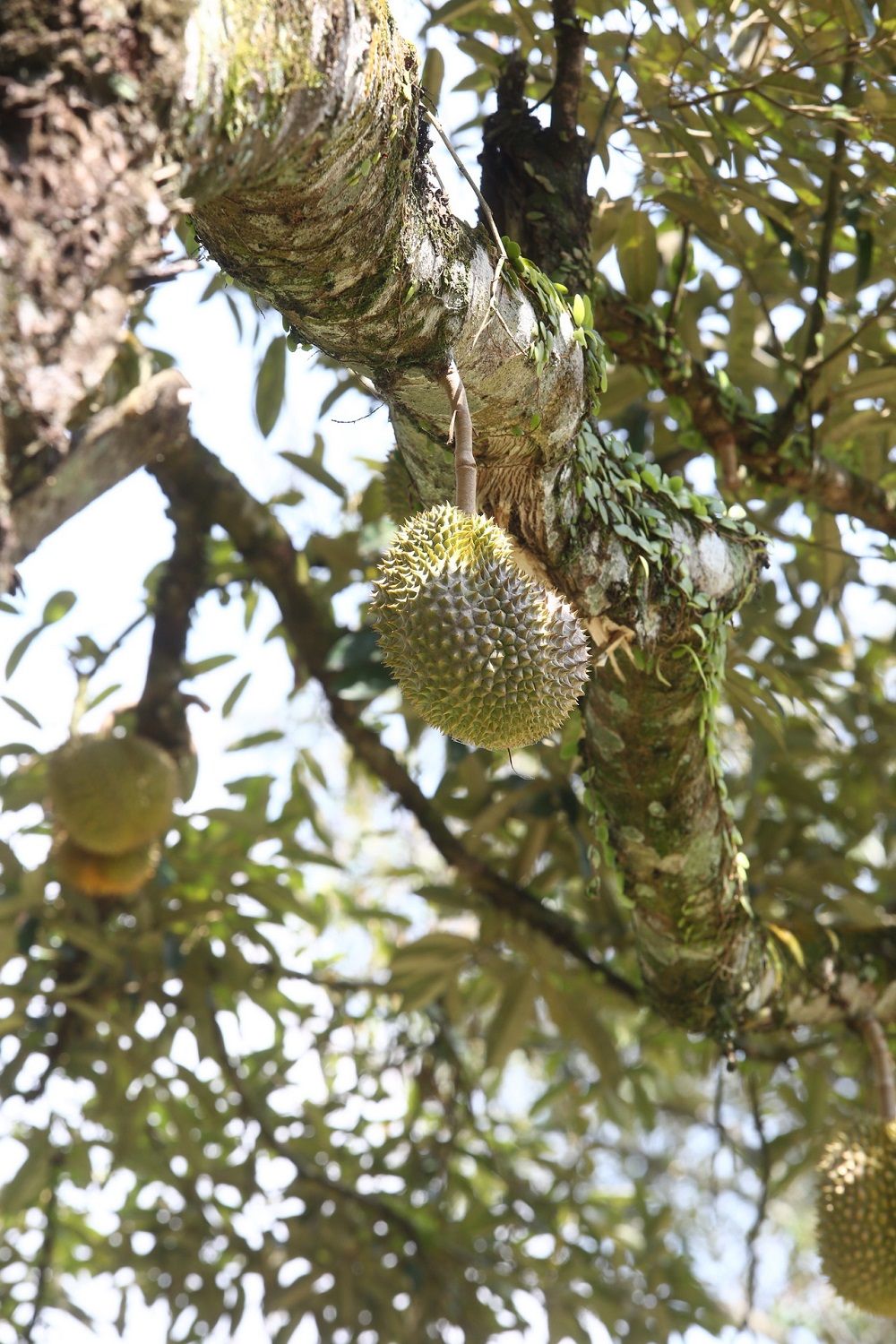 20190513 durian 2.jpg