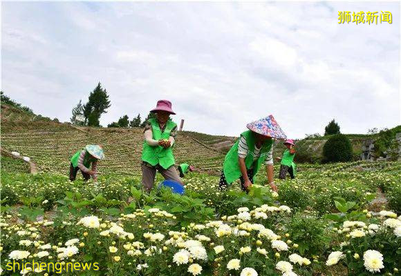 重慶雲陽：新品“渝菊”初長成，首批“待嫁”新加坡​ .