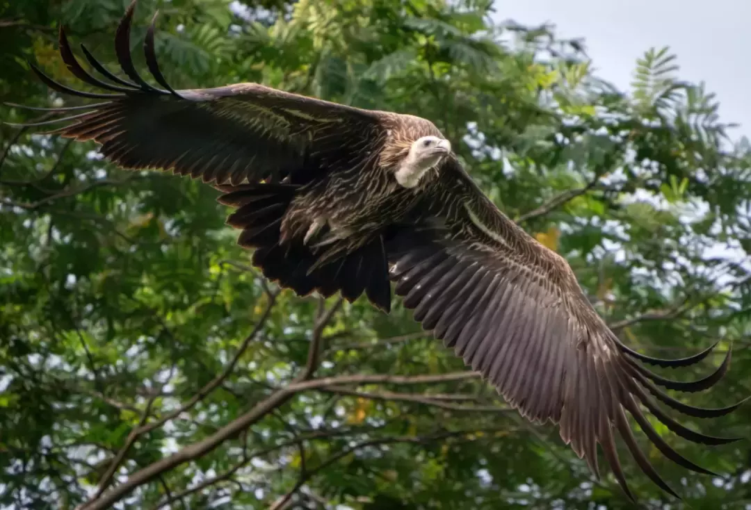 新加坡近日有“神雕”出没？罕见巨型秃鹫出现在植物园